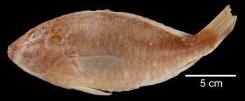 Media type: image; Ichthyology 14544